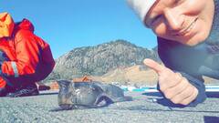Wolffish