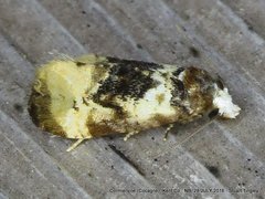 Phalonidia memoranda