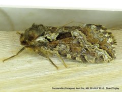 Korscheltellus gracilis