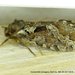 Korscheltellus gracilis - Photo (c) Stuart Tingley, algunos derechos reservados (CC BY-NC), uploaded by Stuart Tingley