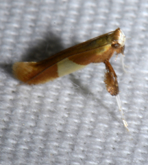 Caloptilia packardella