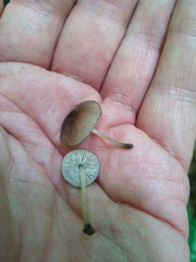 Pluteus podospileus