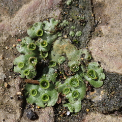 Marchantia polymorpha