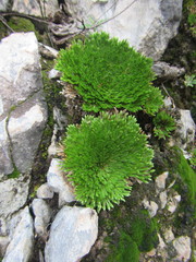 Selaginella pilifera