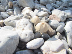 Coprinellus arenicola