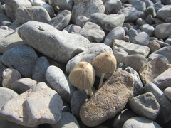 Coprinellus arenicola