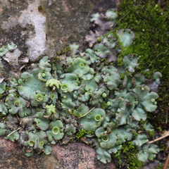 Marchantia polymorpha