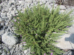 Leucophyllum laevigatum