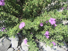 Leucophyllum laevigatum