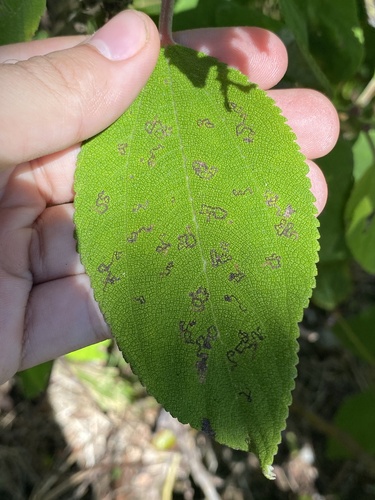 Philodoria pipturiella observed 2025-03-12