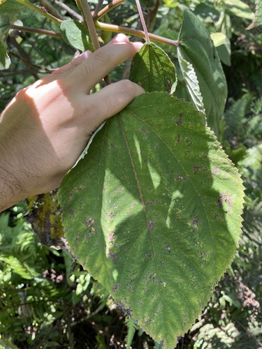 Philodoria pipturiella observed 2025-03-12