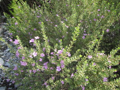 Leucophyllum laevigatum