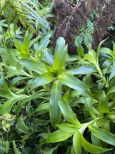 Dubautia plantaginea observed 2025-03-12