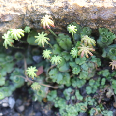 Marchantia polymorpha