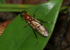 Ptecticus cingulatus