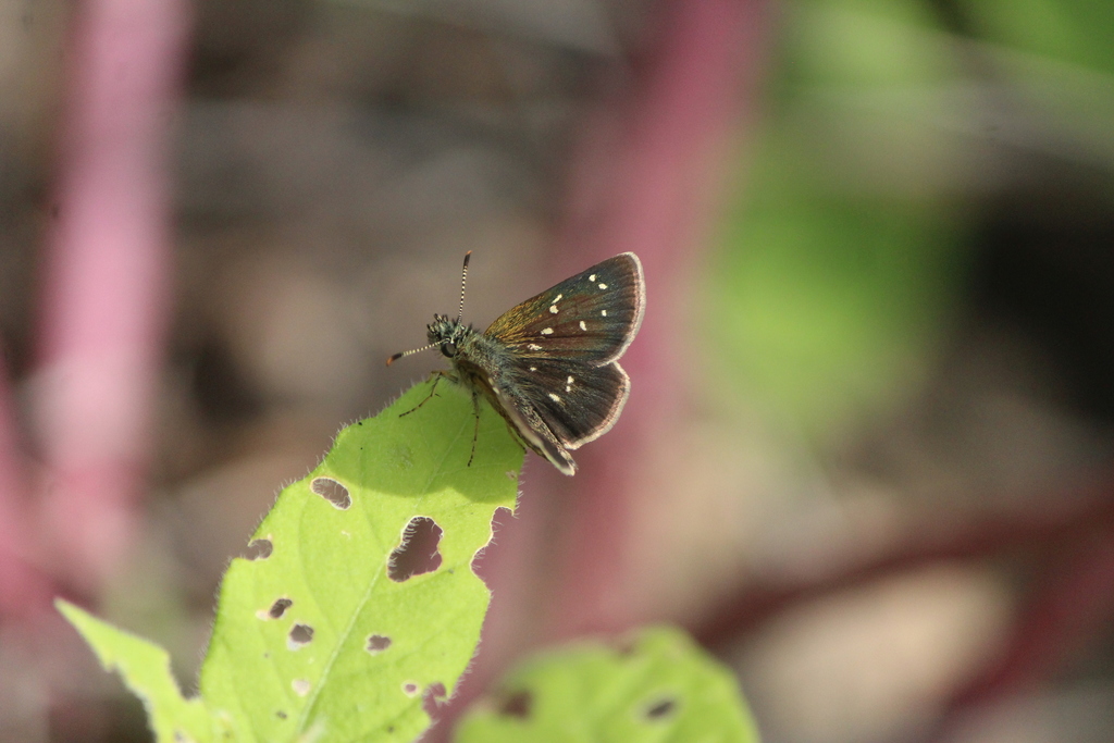 Piruna mexicana