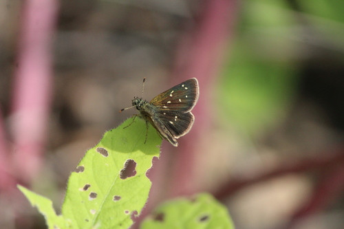 Piruna mexicana