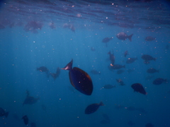 Acanthurus mata