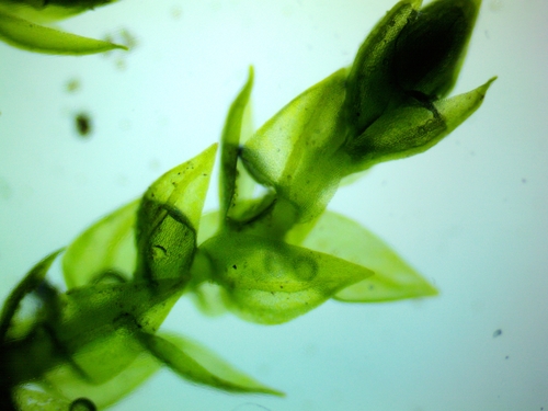 Platylomella lescurii observed 2025-03-08