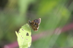 Piruna aea mexicana