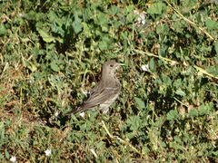 Haemorhous mexicanus