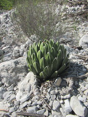 Agave victoriae-reginae