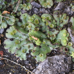 Marchantia polymorpha