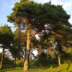 Pinus sylvestris