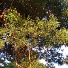 Pinus sylvestris