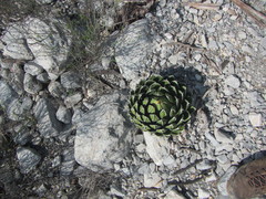 Agave victoriae-reginae