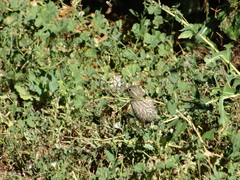 Haemorhous mexicanus