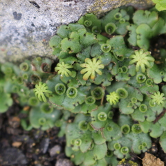Marchantia polymorpha