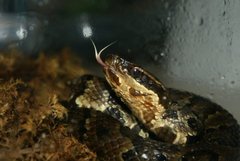 Agkistrodon piscivorus