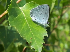 Celastrina argiolus