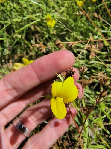 Image of Monopsis lutea by no rights reserved