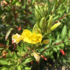 Oenothera biennis