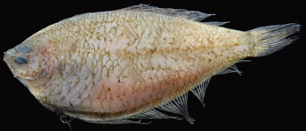 Gulf Stream Flounder