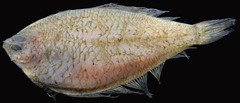 Gulf Stream Flounder photo 4