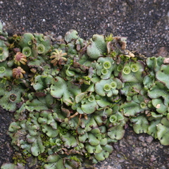Marchantia polymorpha