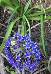 Scilla peruviana