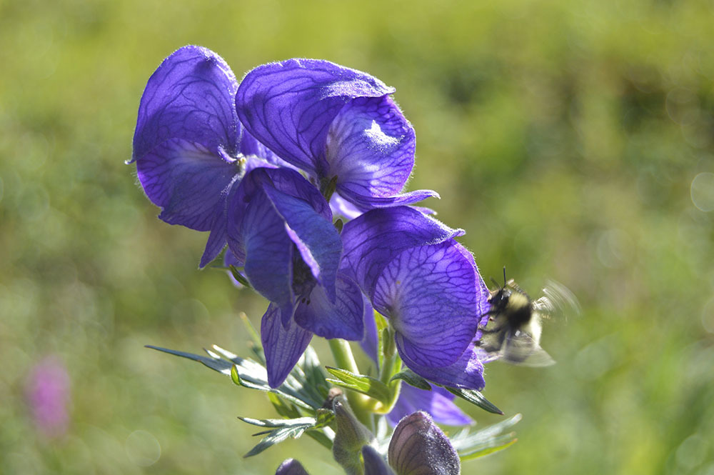 Aconitum maximum