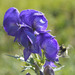 Kamchatka Monkshood - Photo (c) steffibond, some rights reserved (CC BY-NC), uploaded by steffibond