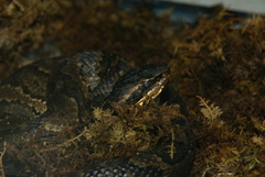 Agkistrodon piscivorus
