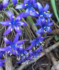 Scilla peruviana