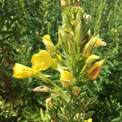 Oenothera biennis