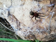 Phyxelididae