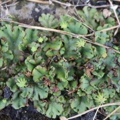 Marchantia polymorpha