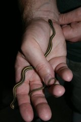 Thamnophis proximus orarius