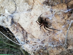 Phyxelididae