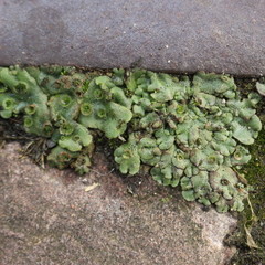 Marchantia polymorpha
